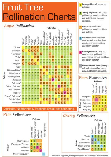 Pollination Of Pear Trees