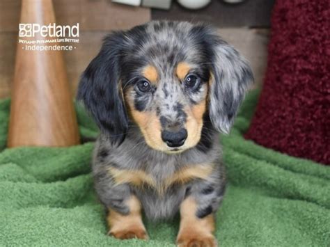 Dachshund Puppy Blue Dapple ID:4658 Located at Petland Independence, Missouri