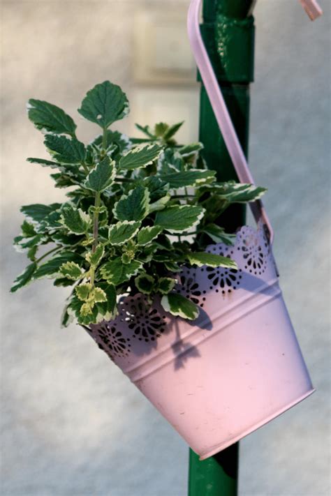 Swedish Ivy Plant Care Tips and Growing Guide