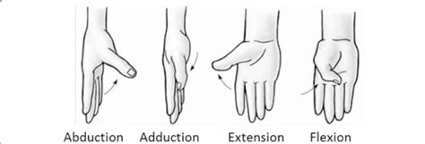 Cmc Thumb Joint Anatomy