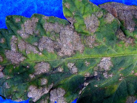 Powdery mildew on tomatoes