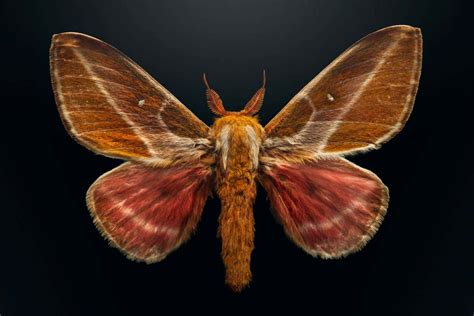 Endangered insects captured in vivid photographs | New Scientist