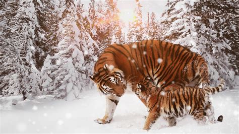 Animals In Winter Wallpapers - Wallpaper Cave