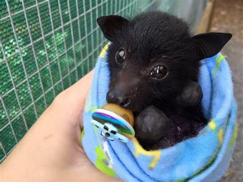 PsBattle: a baby fruit bat with a pacifier, wrapped in a blanket : r ...