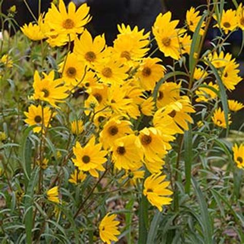 Helianthus x multiflorus - Nurseries Online