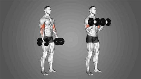 Effective Bicep Workout with Dumbbells: Sculpt Your Arms at Home