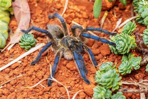 How a 100 year-old baboon spider specimen improved with age - SANBI