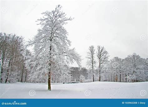 Winter Scenery in the Forest in Netherlands Stock Photo - Image of ...