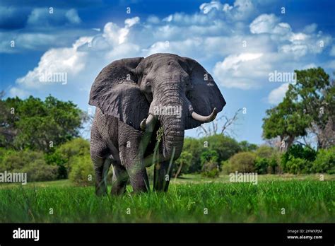 Okavango delta, wild elephant. Wildlife scene from nature, elephant in habitat, Moremi ...