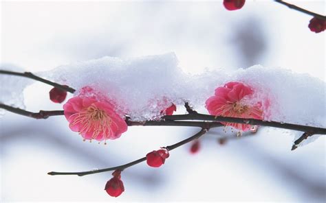 Winter Flower wallpaper | 1920x1200 | #66784