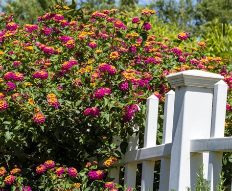 Zinnia Flowers Free Stock Photo - Public Domain Pictures