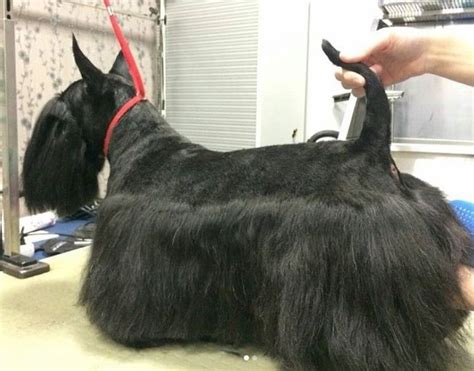 14 Best Scottish Terrier Haircuts for Dog Lovers – The Paws | Scottish terrier, Dog haircuts ...