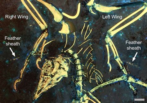 New Insights Into the Origins of Flight From Ancient Archaeopteryx Fossil