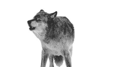 Wolf Howl Sticker - Wolf Howl Howling - Discover & Share GIFs