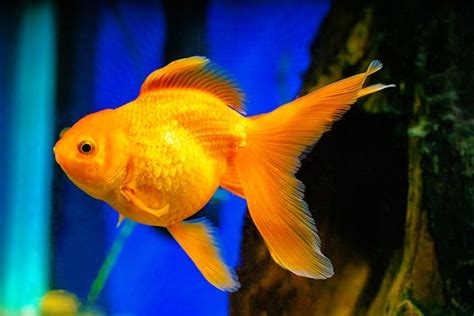 Oranda Goldfish Guide: Best Care Tips, Size, Colours & More