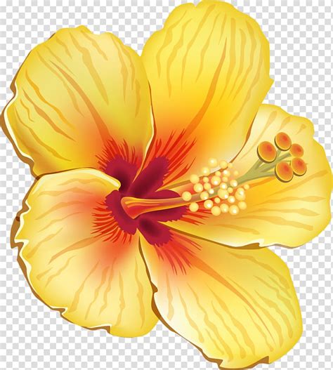 Yellow Hibiscus Drawing