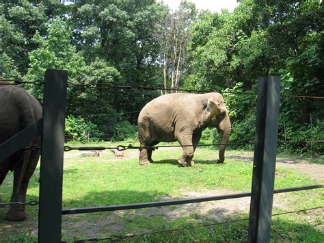 The Bronx Zoo 2009 - 22 | Elephant walking. | Lillian | Flickr