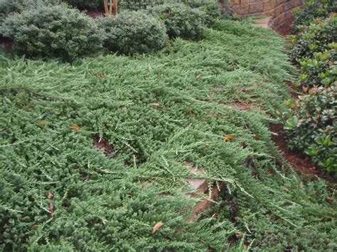 Juniperus Horizontalis Plant - Ototeknologi