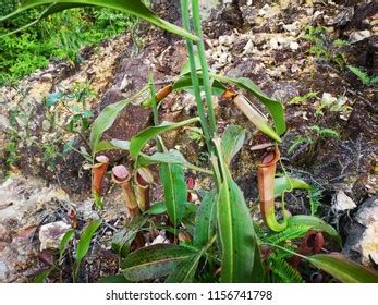 Pokok Periuk Kera Known Malay Tropical Stock Photo 1156746622 | Shutterstock