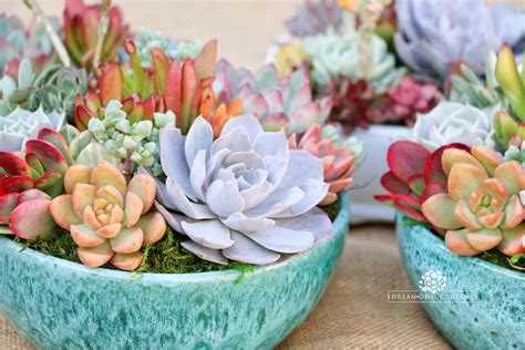 Mother's day succulent arrangements. https://www.etsy.com/shop ...