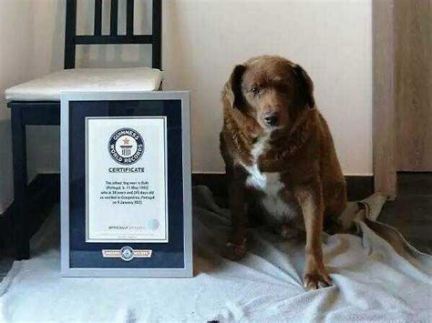 Portugal dog Bobi breaks record for oldest dog ever : NPR