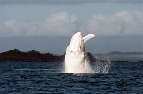 Migaloo The Albino Humpback Whale Spotted Off Sydney - June 2014