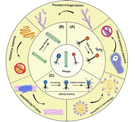 How does a phage based vaccine work? | The Phage