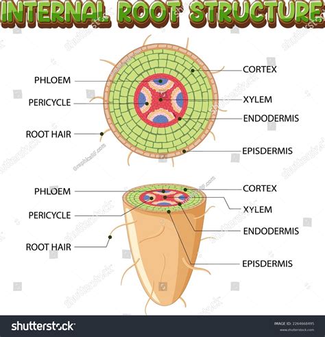 Internal Structure Root Diagram Illustration Stock Vector (Royalty Free ...