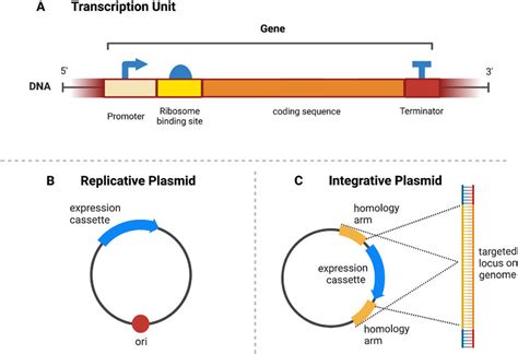 Transcription unit and plasmid types. (A) Diagram of a transcription ...