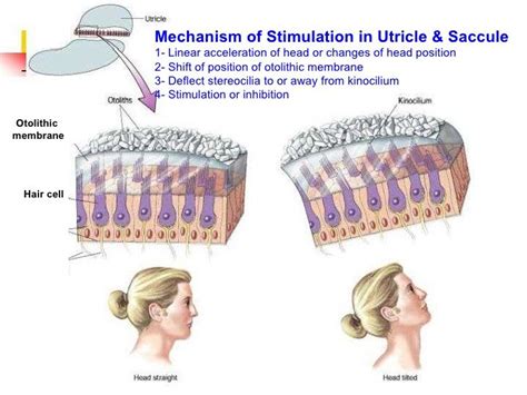 utricle and saccule | Biology notes, Vestibular system, Physiology