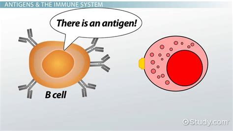 Antigen-Presenting Cells | Definition, Types & Function - Lesson ...