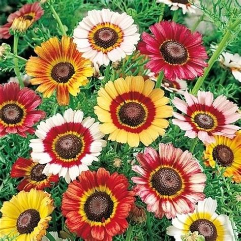 Daisy Seeds - Painted | Flower Seeds in Packets & Bulk | Eden Brothers | Blommor, Sommarblommor ...