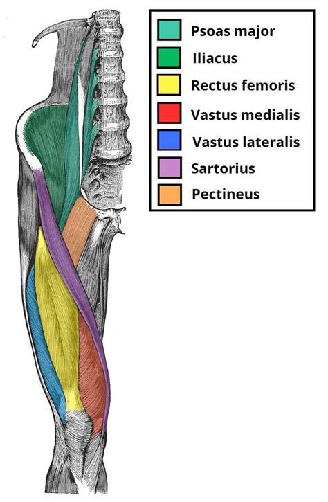 925 best Anatomy - Muscles images on Pinterest | Human anatomy ...