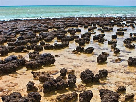 Stromatolites: Evidence of Pre-Flood Hydrology | Hydrology, Science and ...