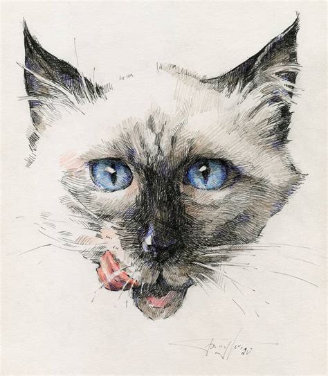 Siamese cat Drawing by Vera Bondare | Saatchi Art