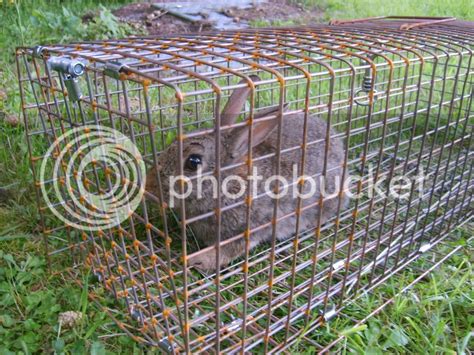 livecatch rabbit traps, do they work? - Lurchers & Running Dogs - The ...