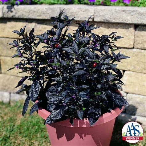 Ornamental Pepper Black Pearl | All-America Selections