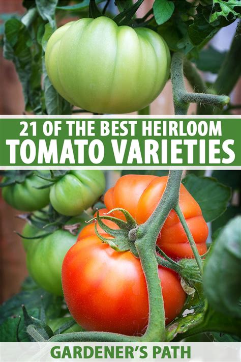 21 of the Best Heirloom Tomato Varieties | Gardener’s Path