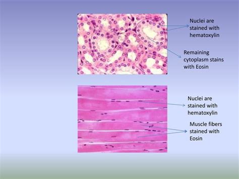 Histology Made Easy: Chap 1: Introduction to Histology