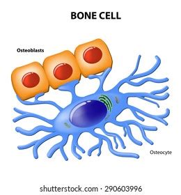 351 Osteoblastic 이미지, 스톡 사진 및 벡터 | Shutterstock