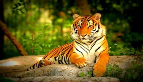 Indochinese Tiger Facts, Habitat, Behavior, Diet, Population