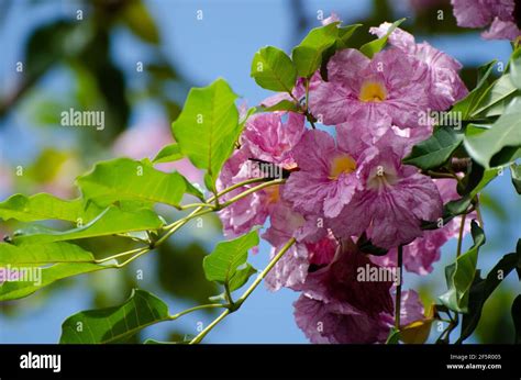 The flower blossom of tecoma tree in Malaysia Stock Photo - Alamy