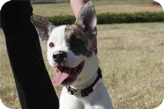 Duchess | Adopted Puppy | APR14_04 | Broomfield, CO | Akita/American Bulldog Mix