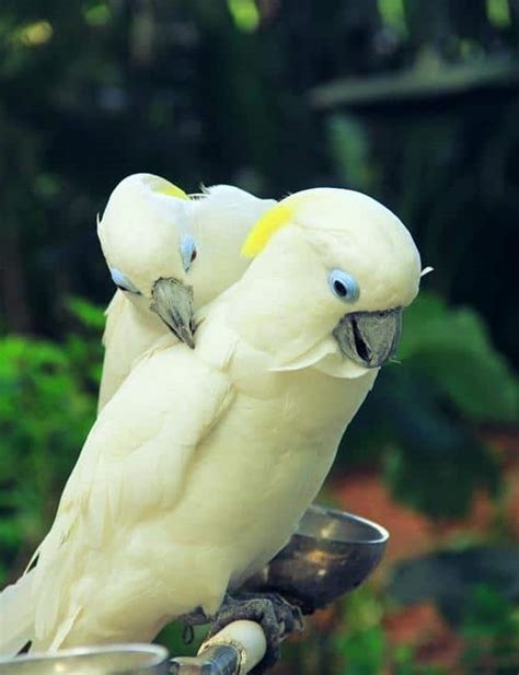 BLUE EYED COCKATOO - Pet Me Shop