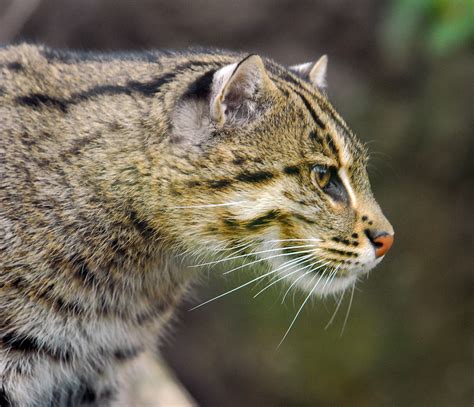 Fishing Cat | The Fishing Cat can weigh from 15 to 25 pounds… | Flickr