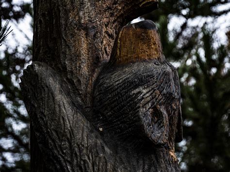 Bear Carving Tree Free Stock Photo - Public Domain Pictures