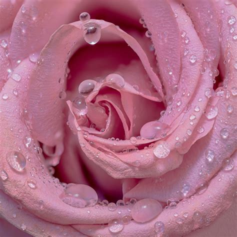 Pink rose Wallpaper 4K, Droplets, Closeup, Bloom