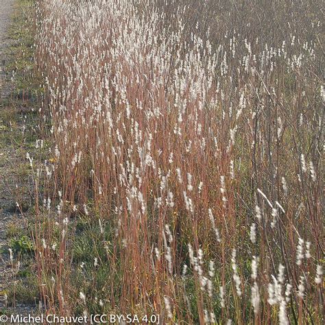 Bothriochloa barbinodis (Cane Bluestem) | California Native Seeds from CNPS-SD