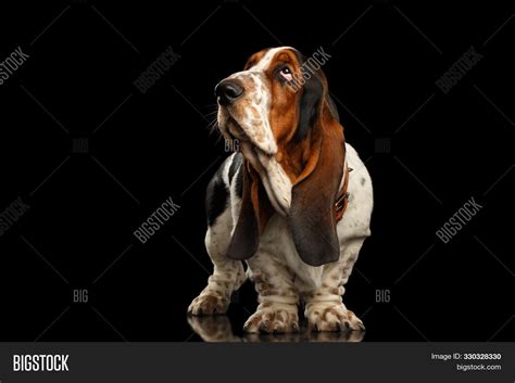 Funny Basset Hound On Image & Photo (Free Trial) | Bigstock