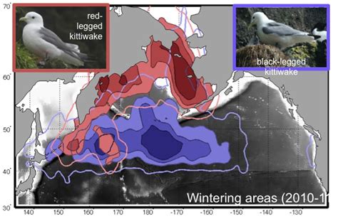 Seabird Migration - Seabird Youth Network